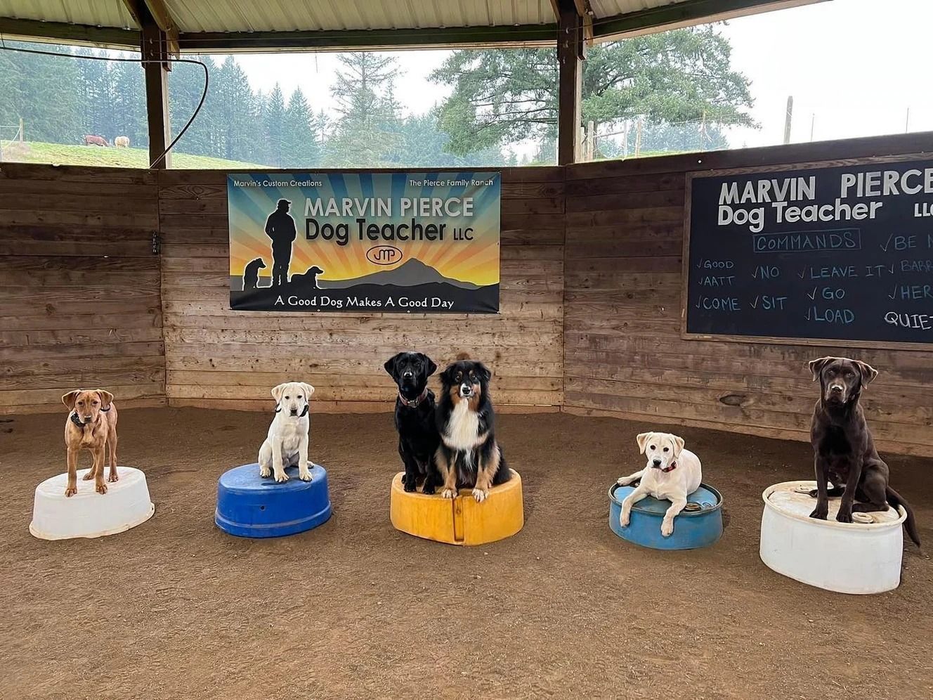 Dog training service