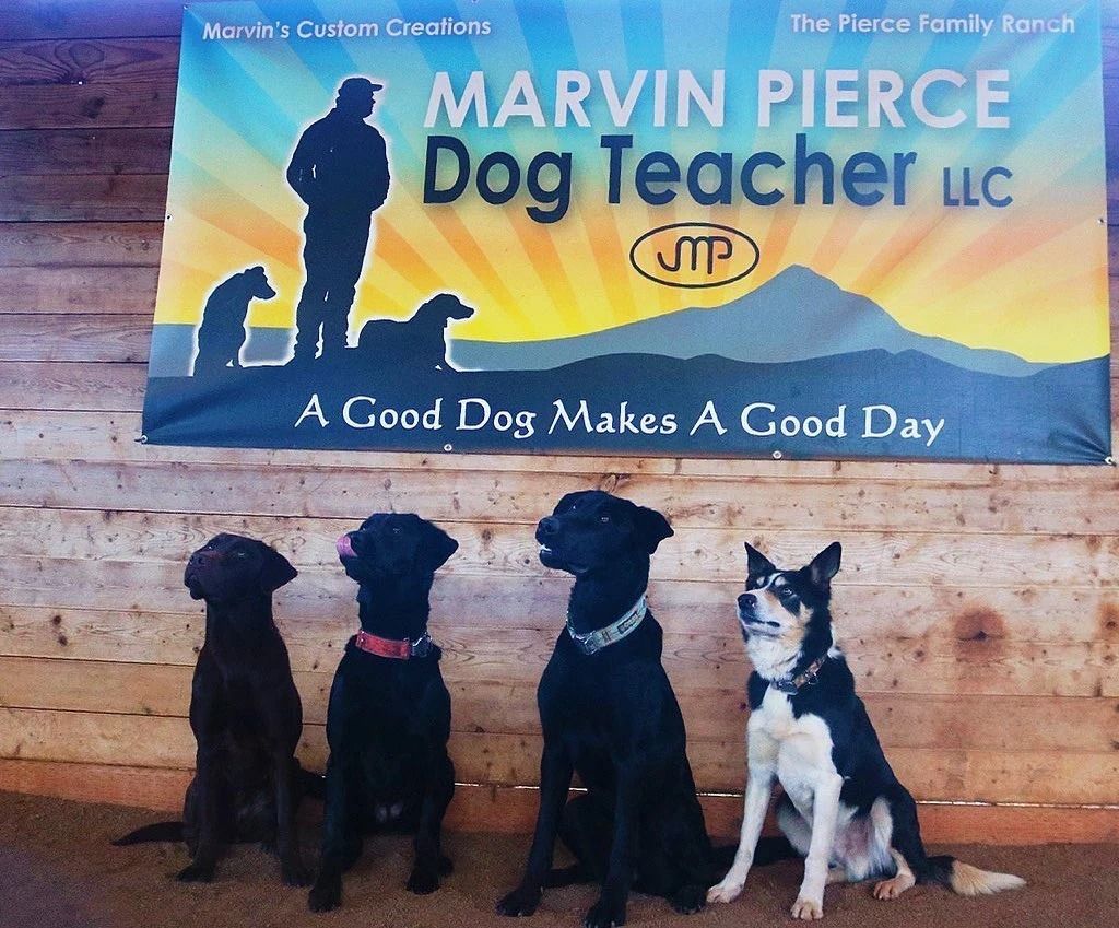 Dog training service