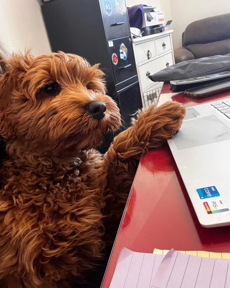 Dog training service
