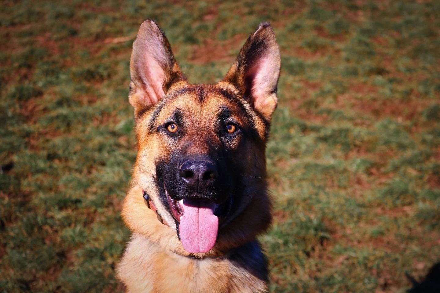 Dog training service