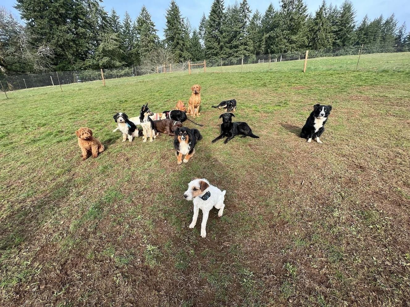 Dog training service