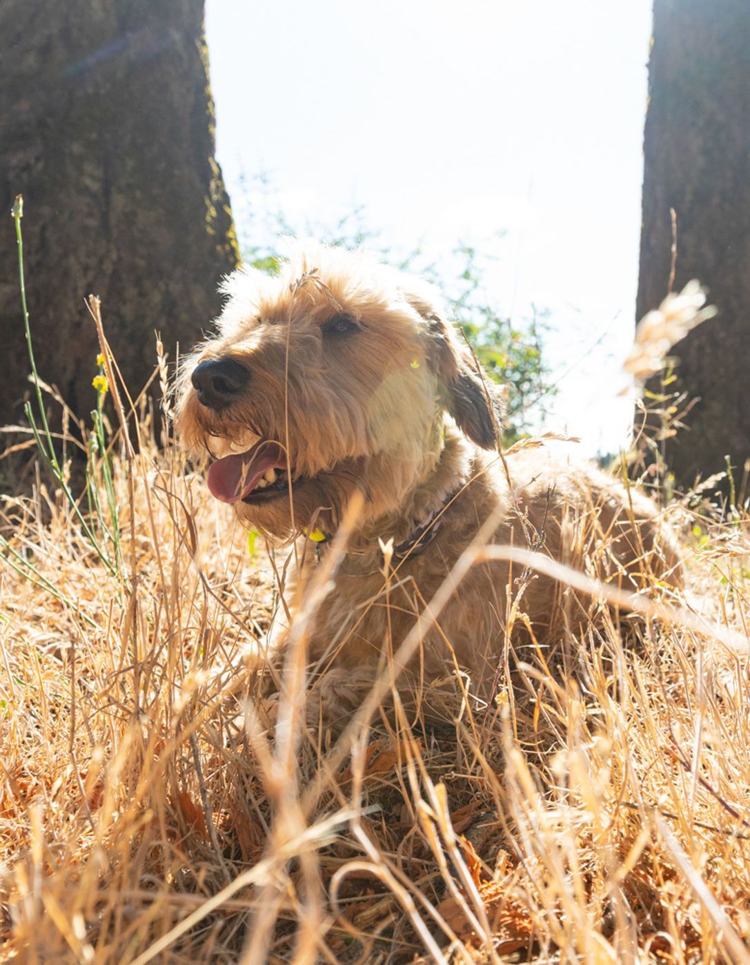 Dog training service