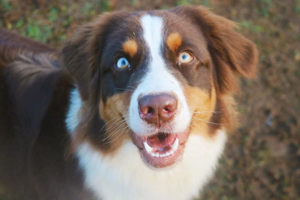 Dog training service
