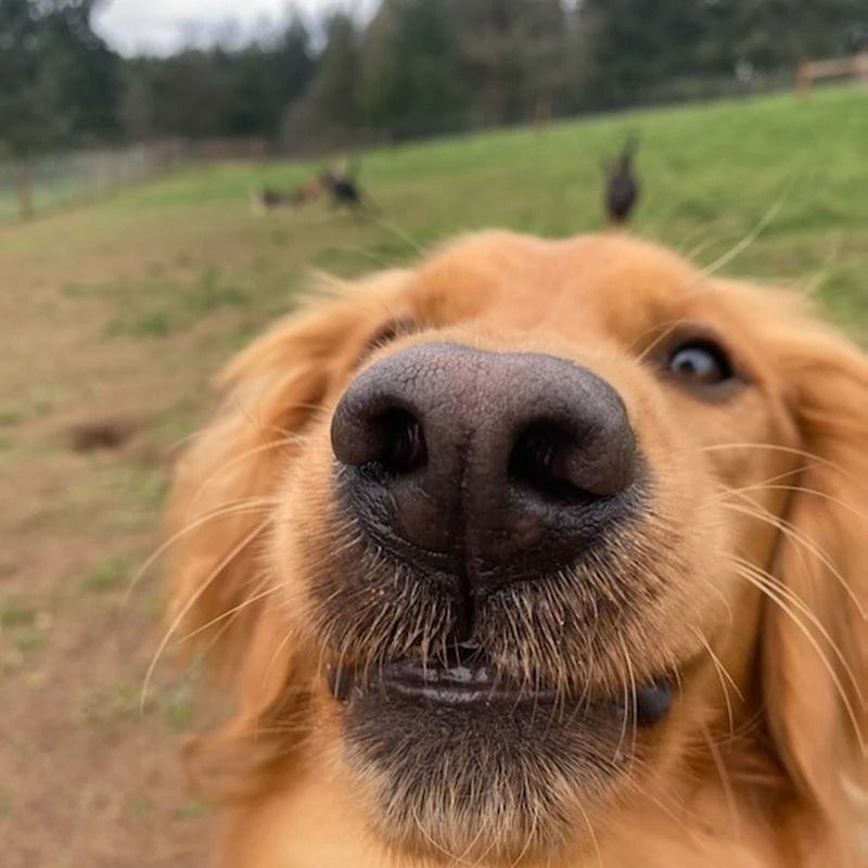 Dog training service
