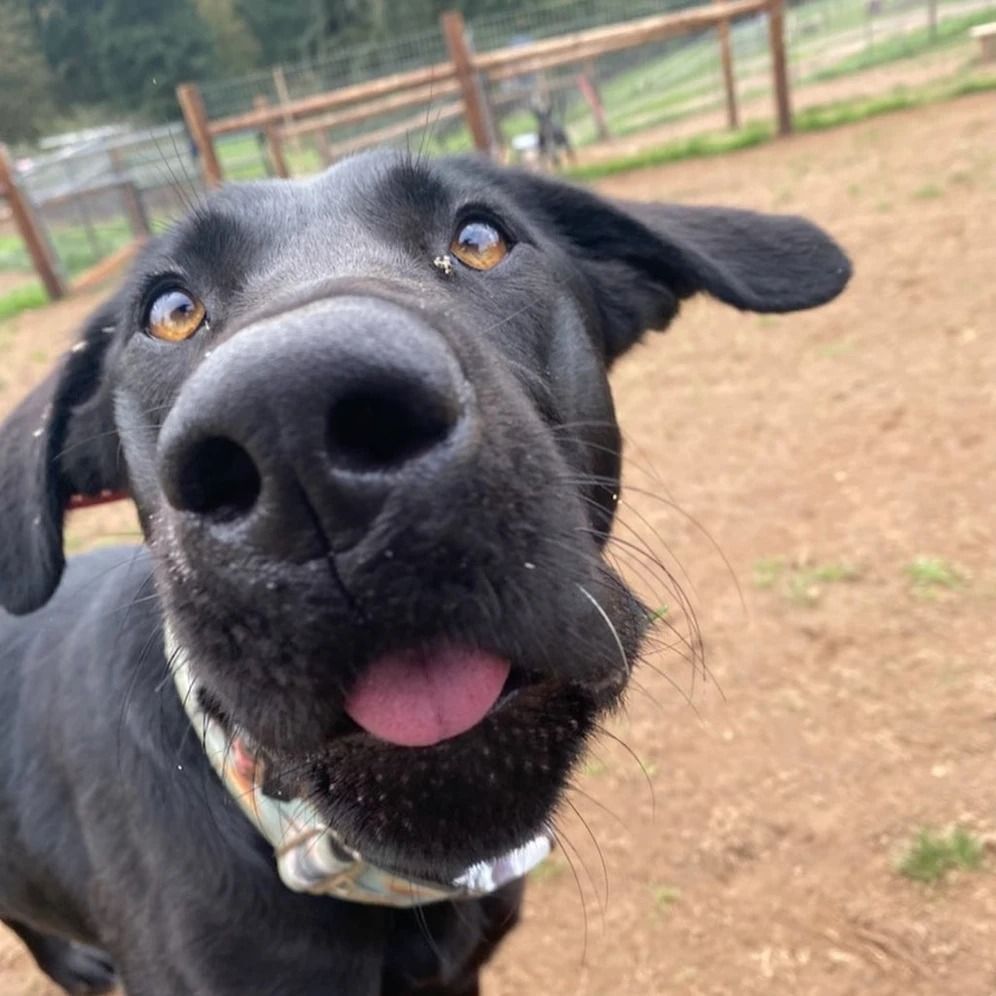 Dog training service