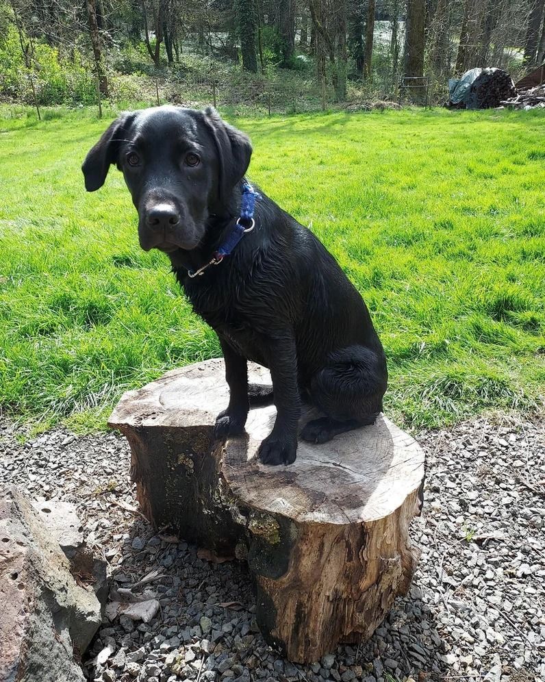 Dog training service