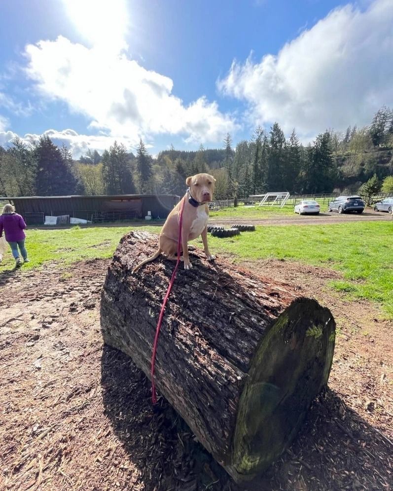 Dog training service
