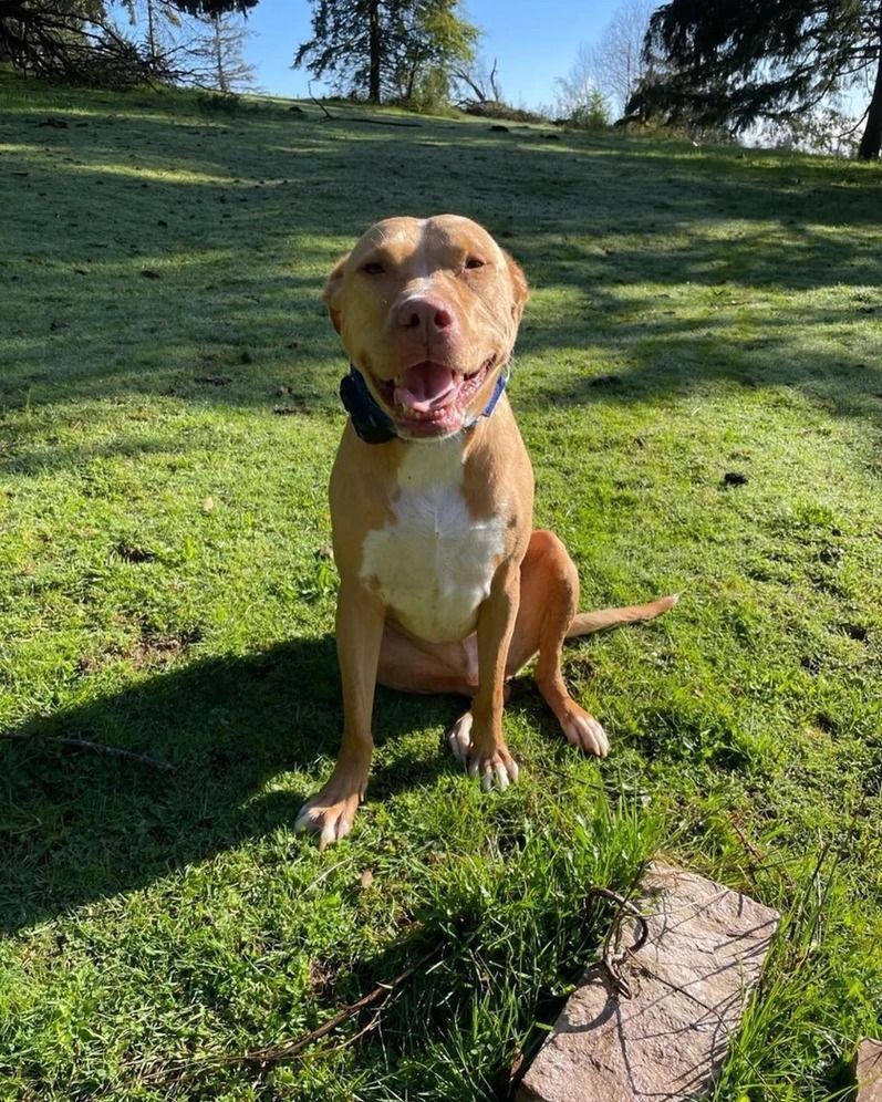 Dog training service