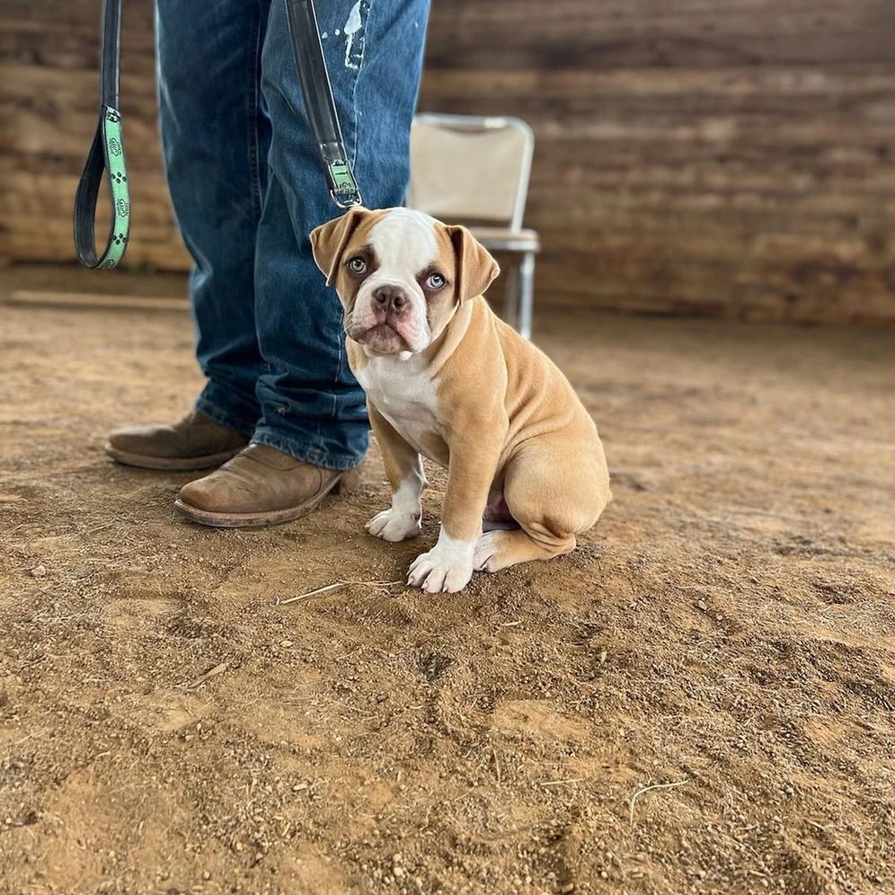 Dog training service