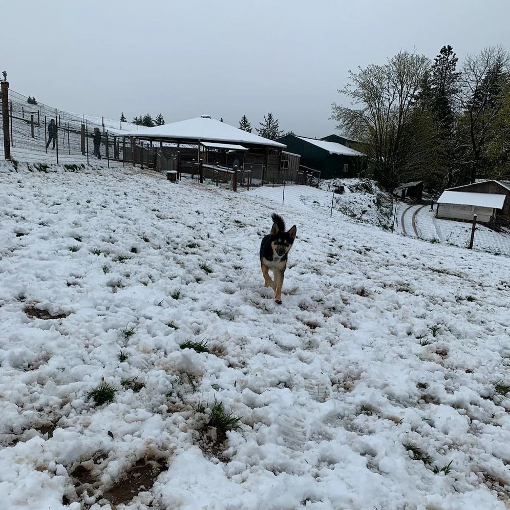 Dog training service
