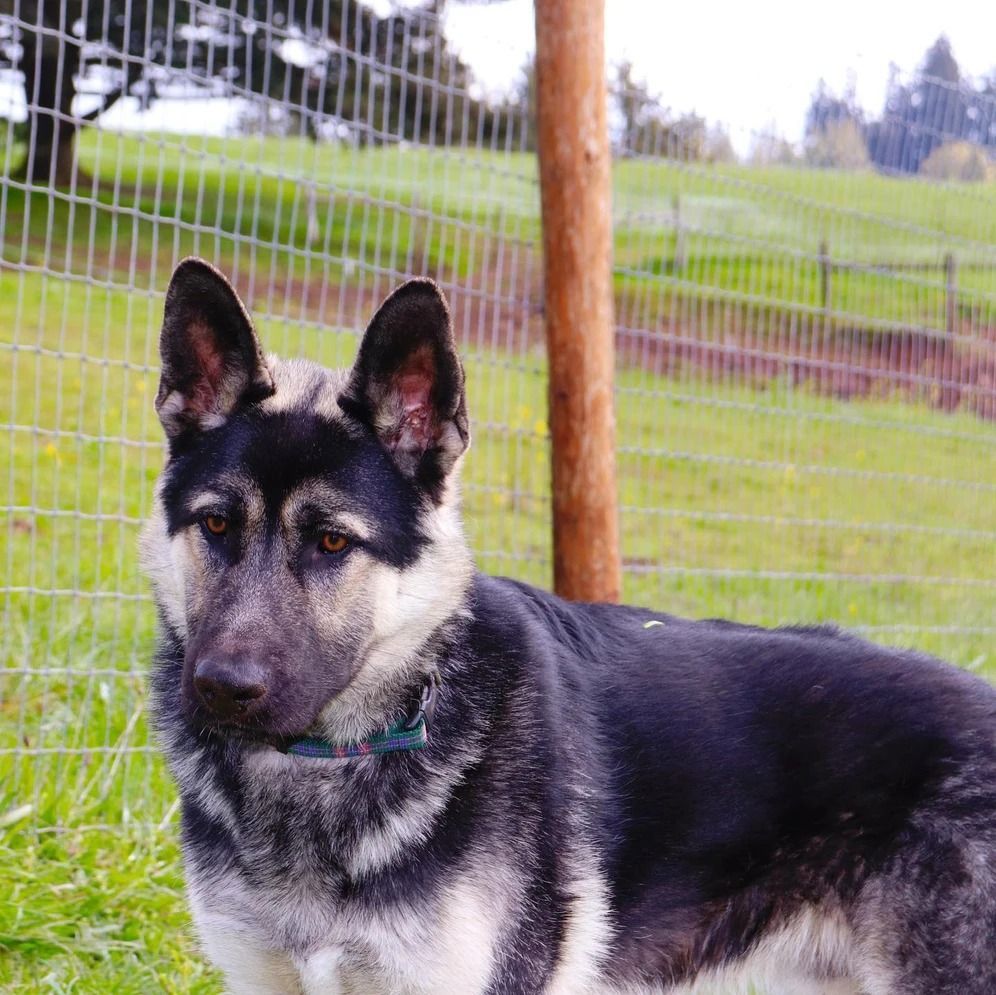 Dog training service