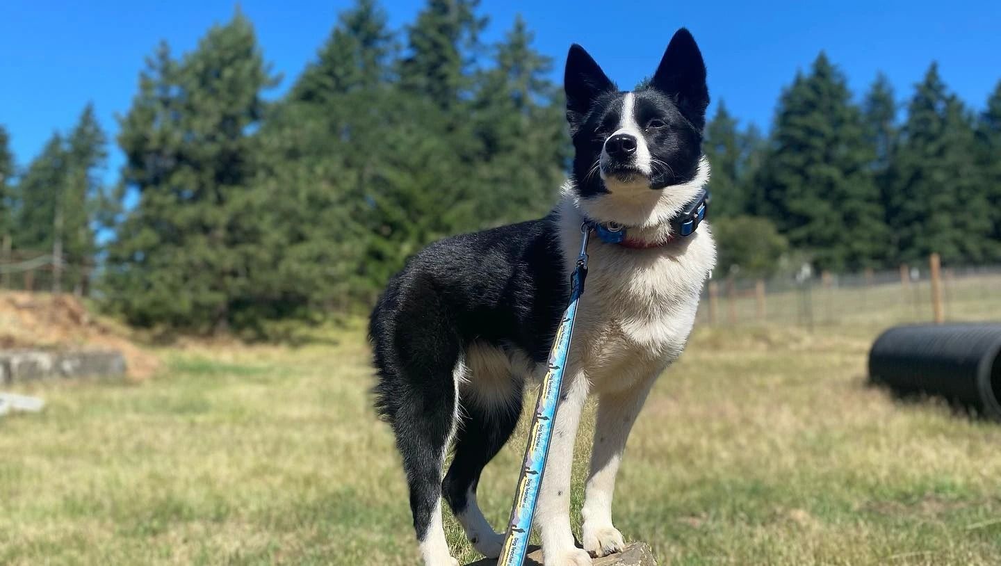 Dog training service