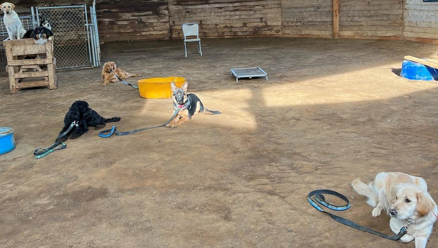 Dog training service