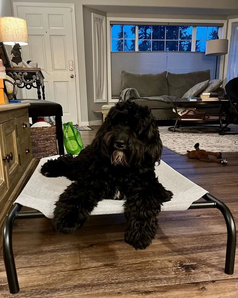 Dog training service