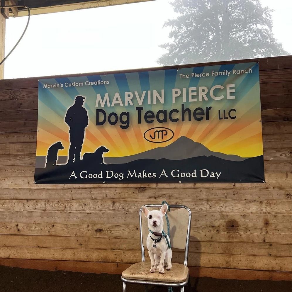 Dog training service
