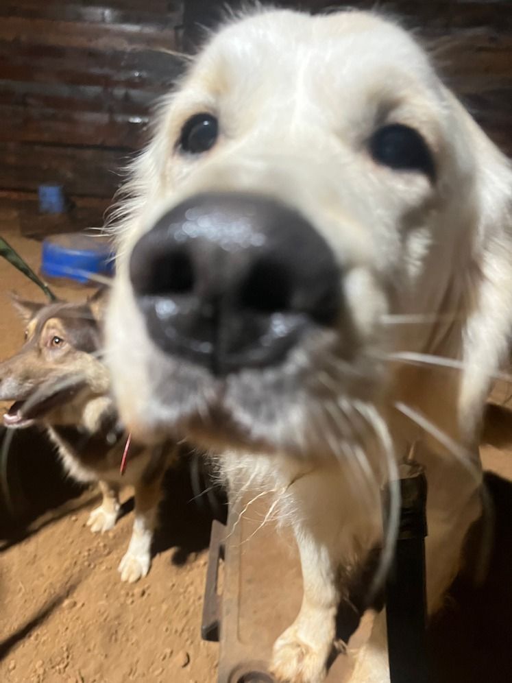 Dog training service