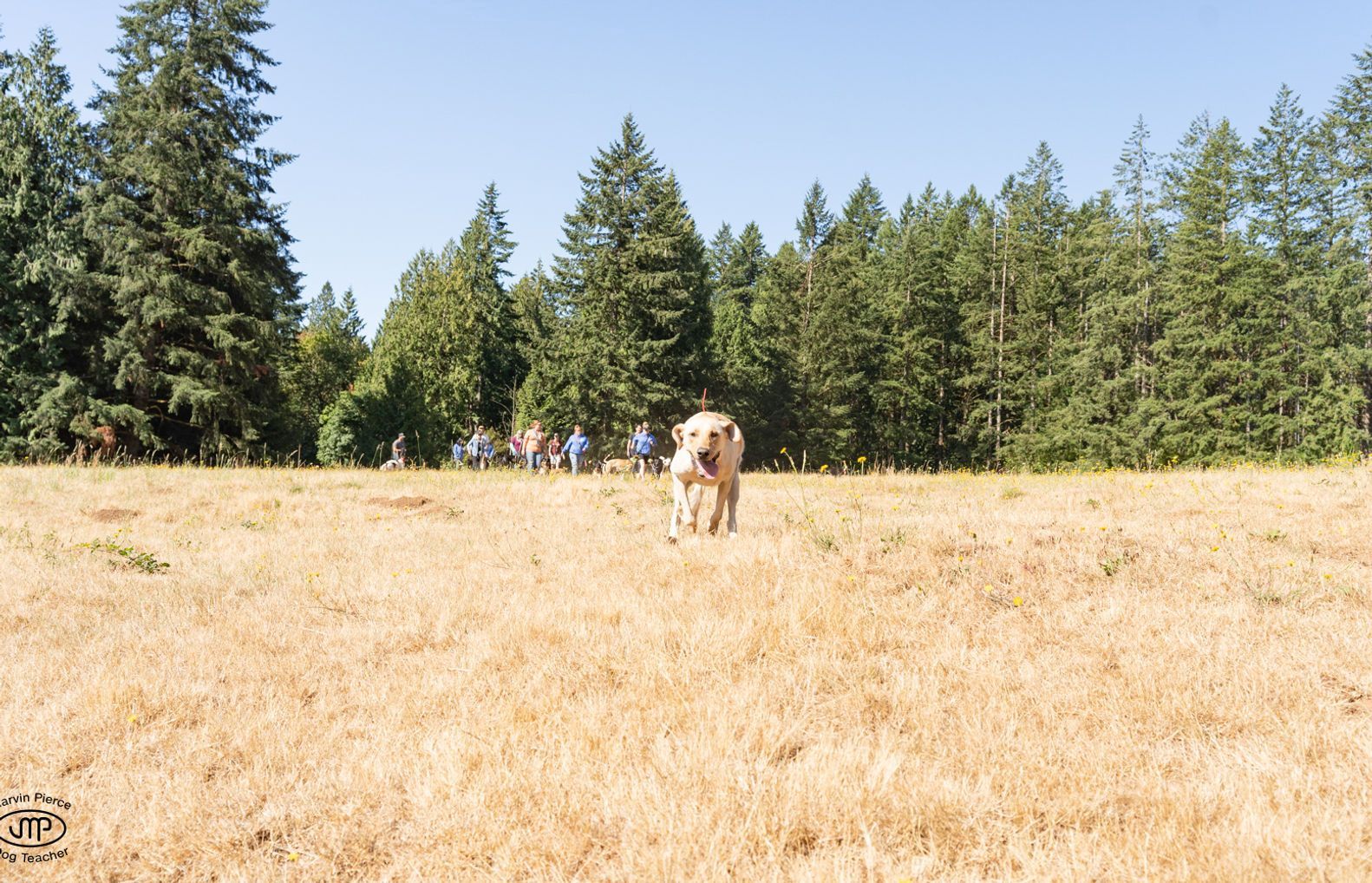 Dog training service