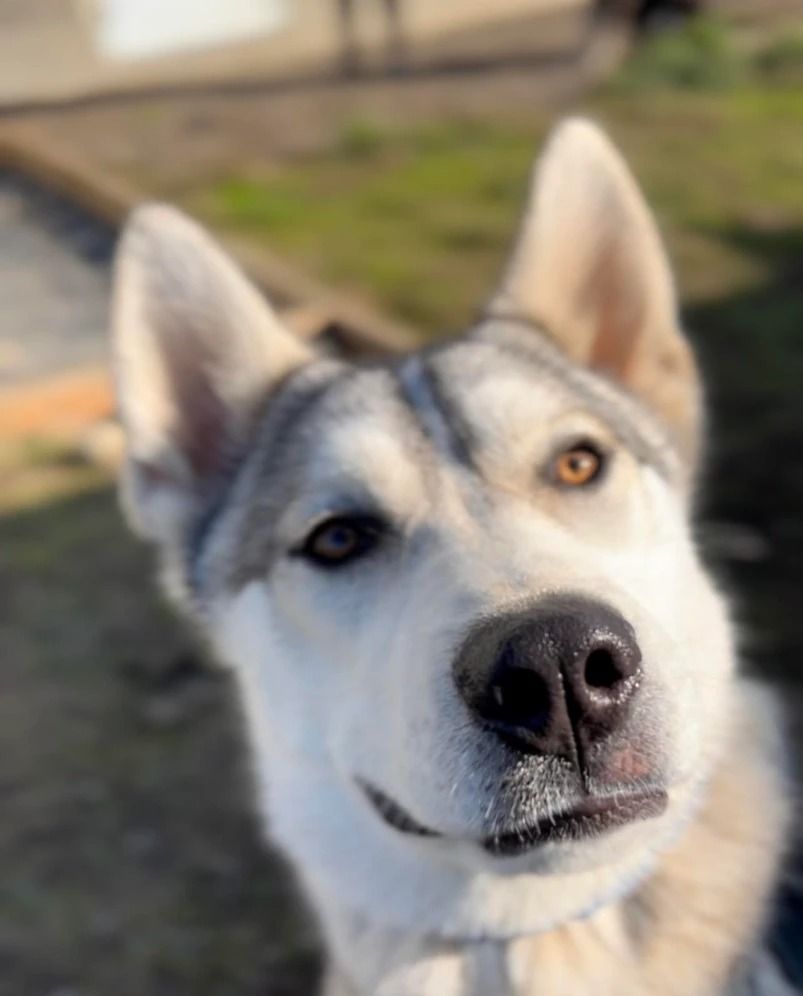 Dog training service