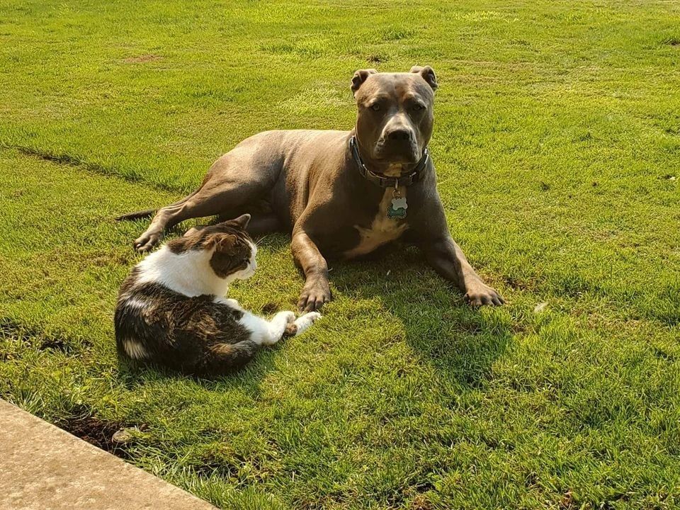 Dog training service