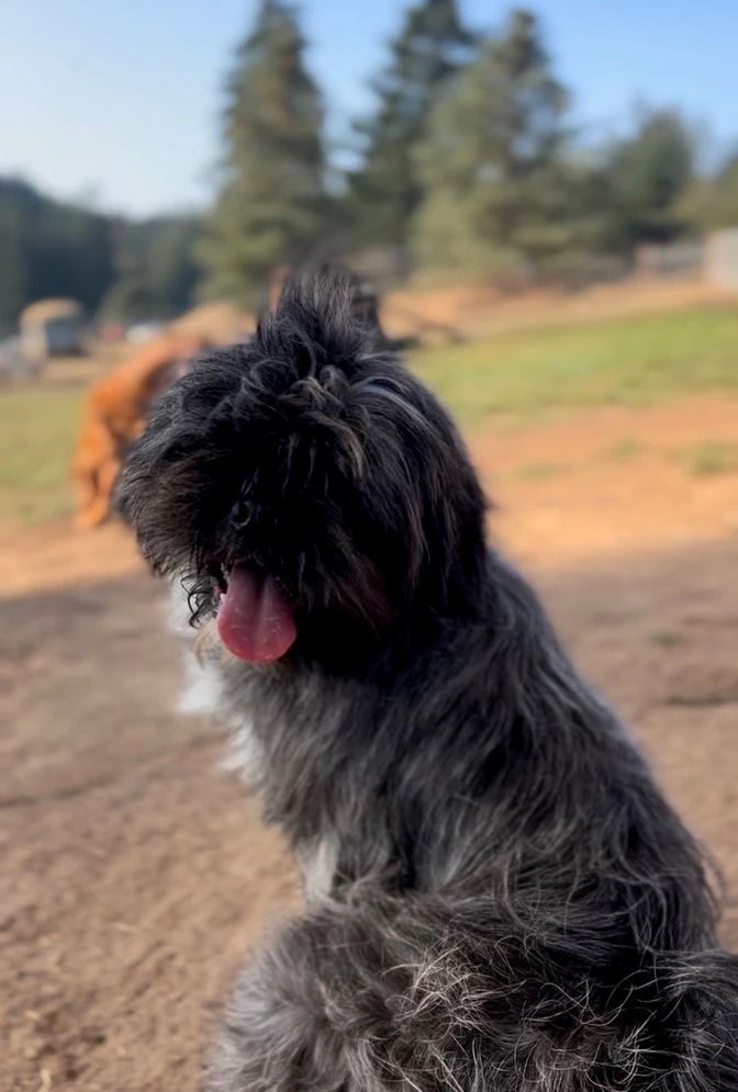 Dog training service