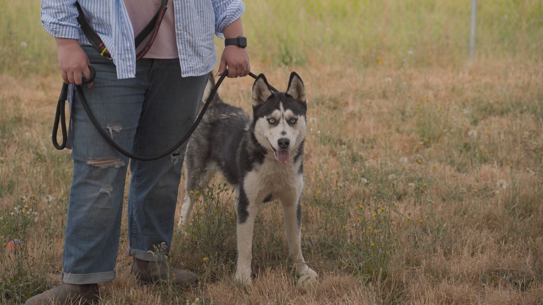 Dog training service