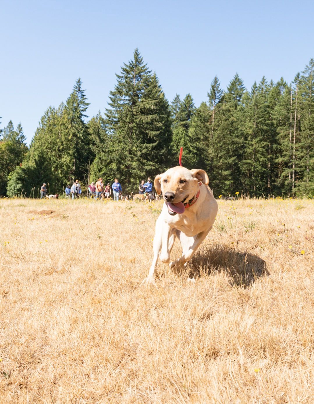 Dog training service