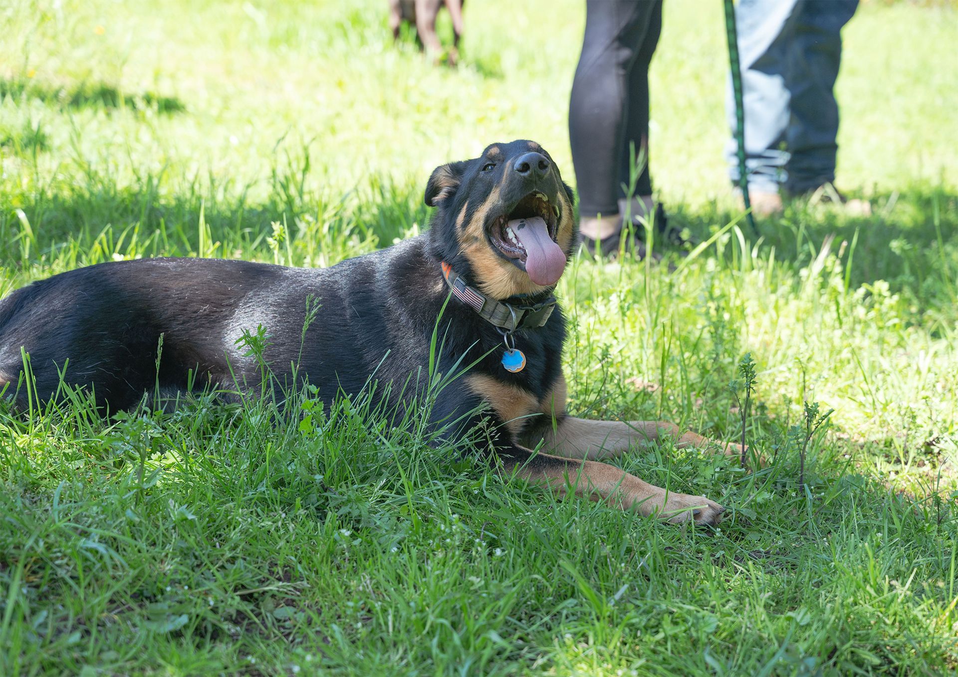 Dog training service