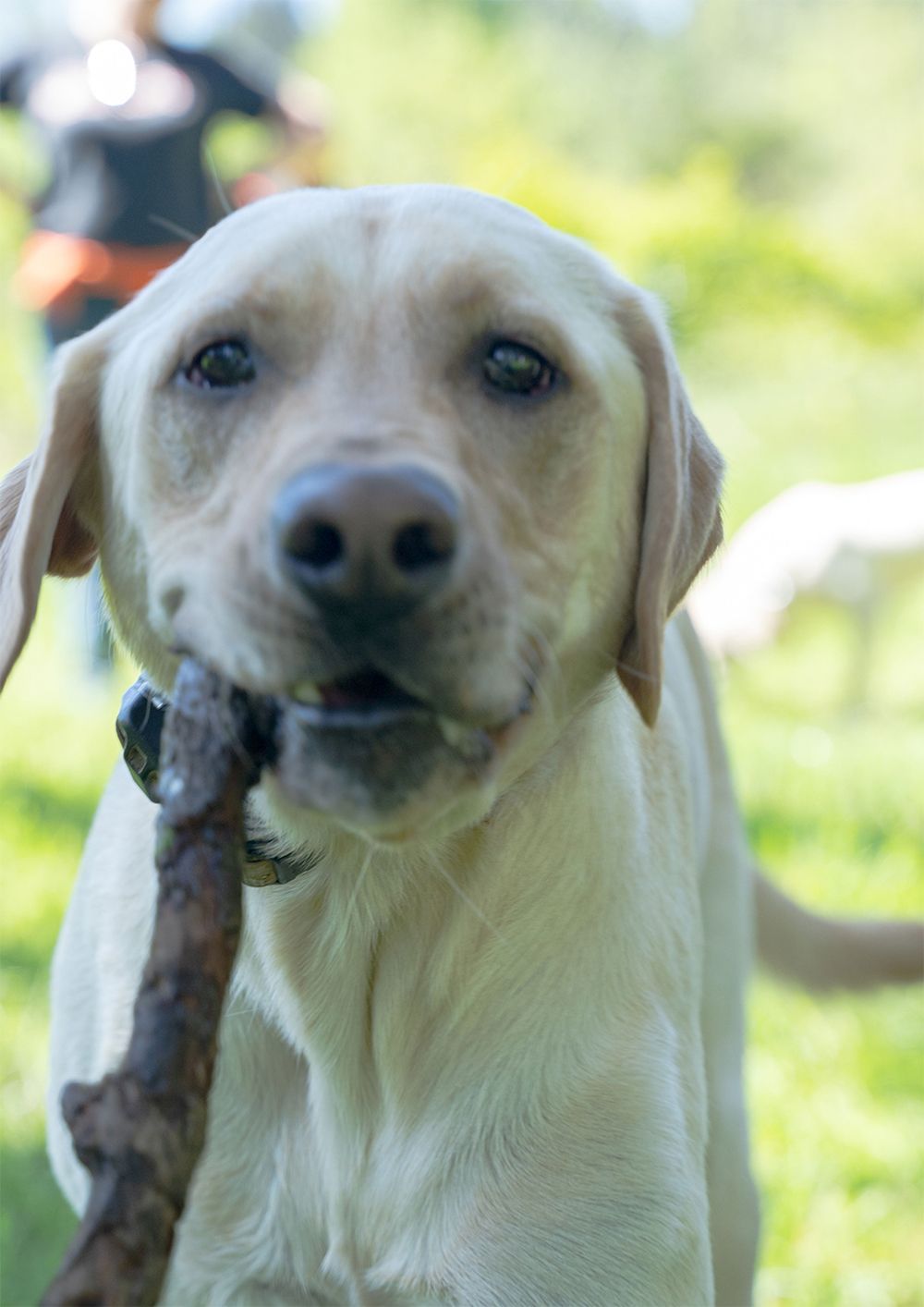 Dog training service