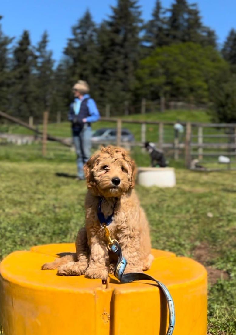 Dog training service
