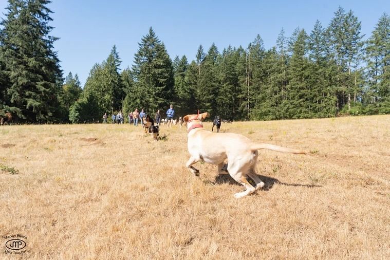 Dog training service