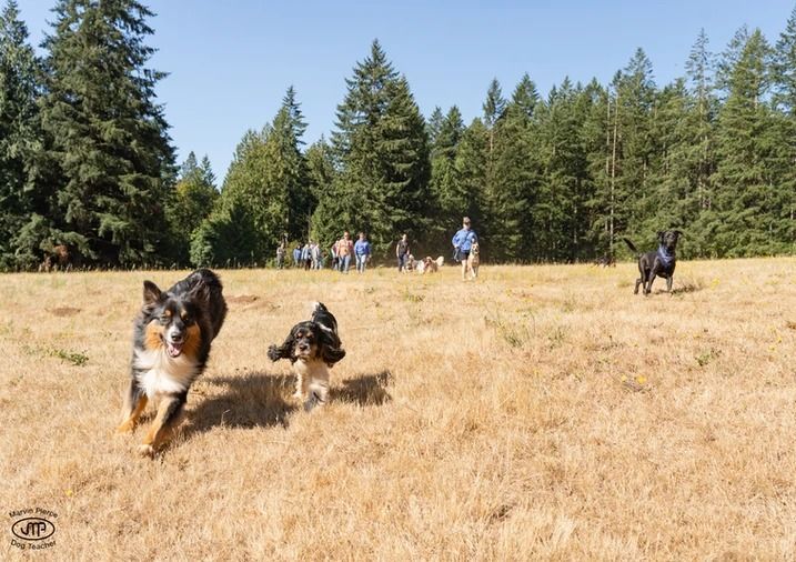 Dog training service