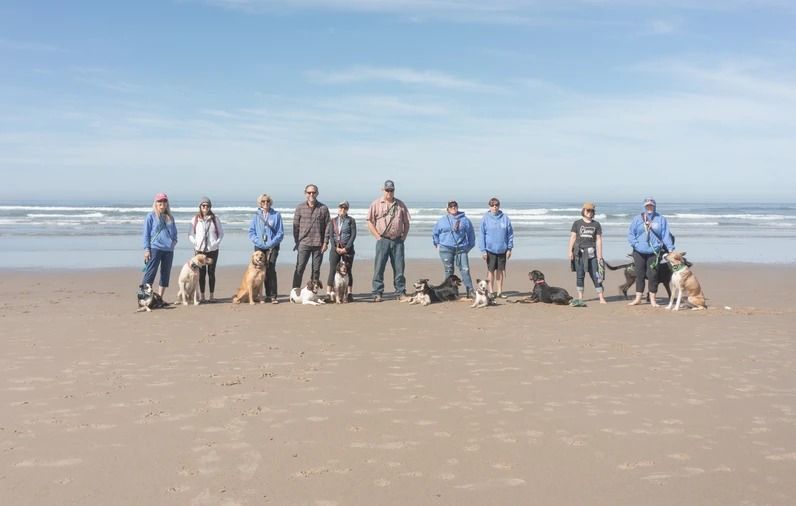 Dog training service