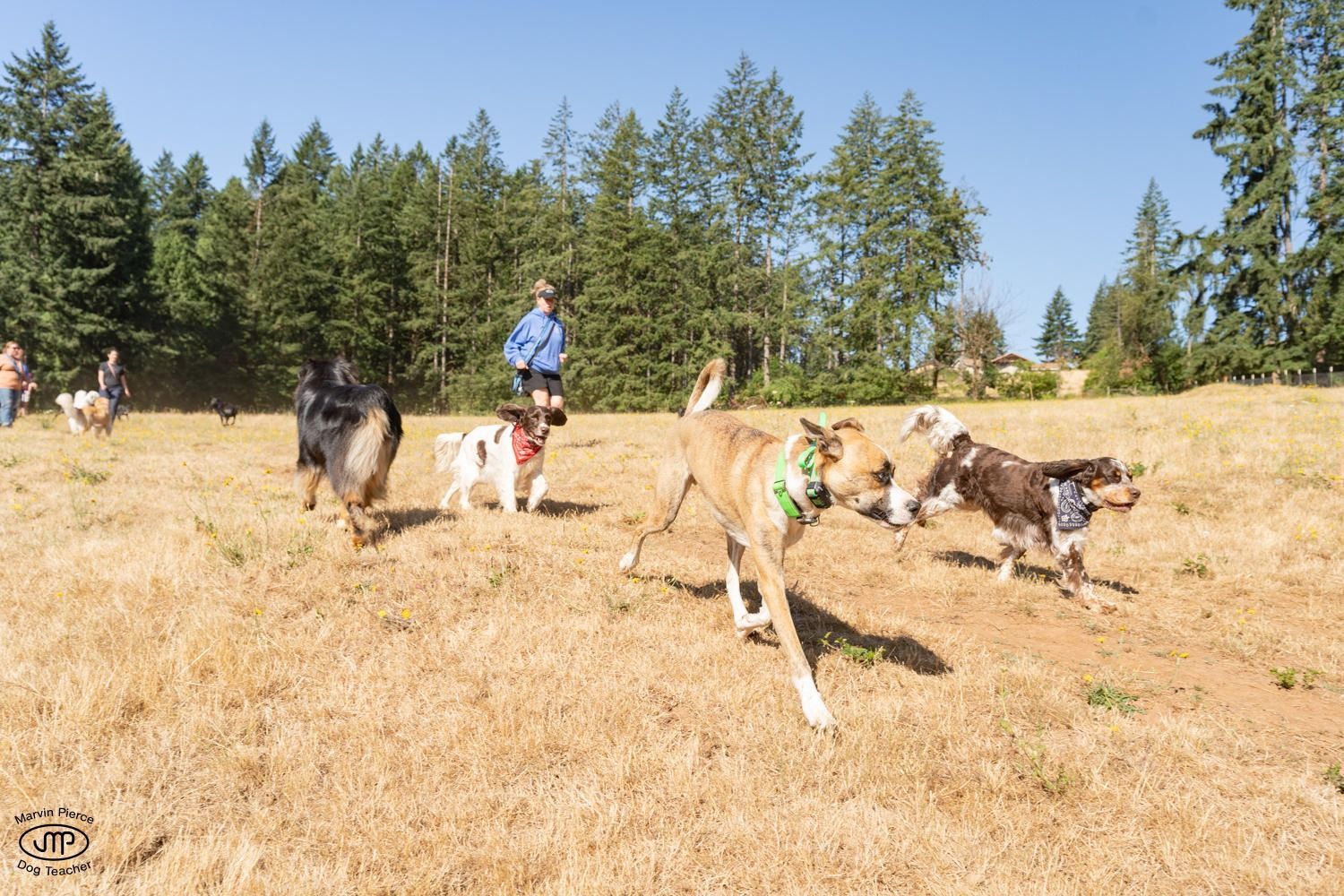 Dog training service