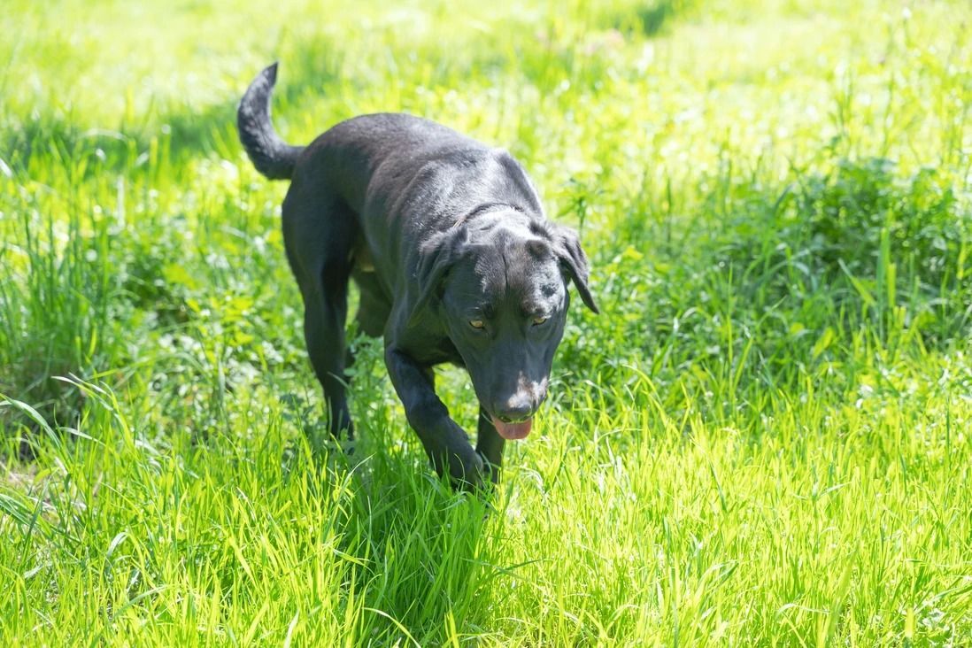 Dog training service