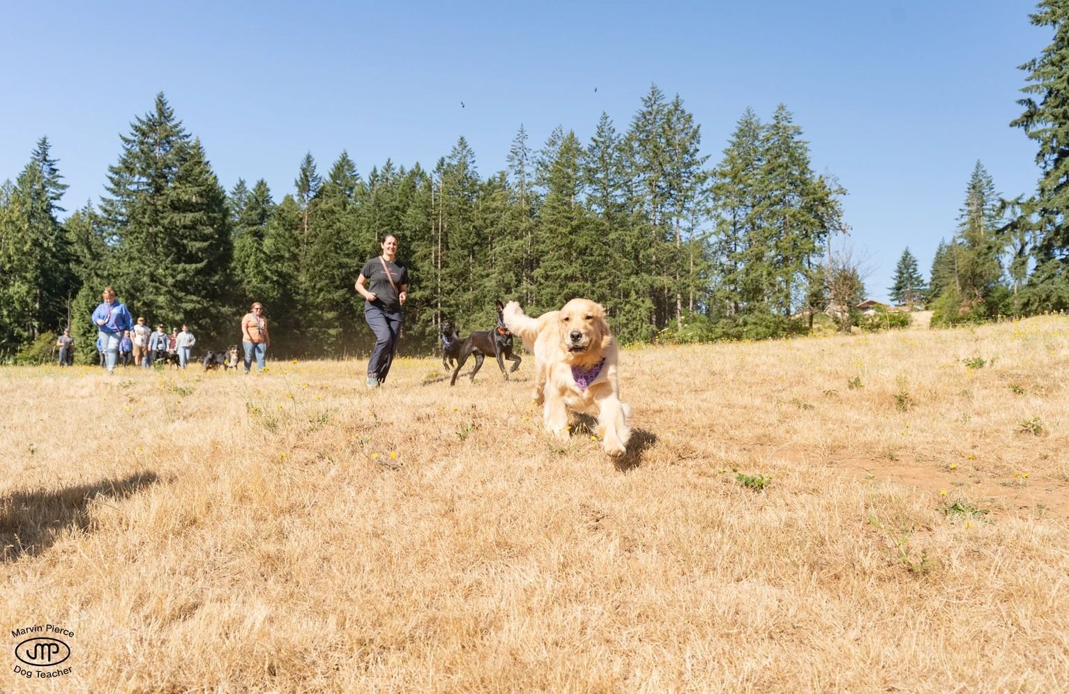 Dog training service