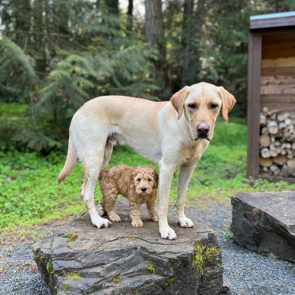 Dog training service