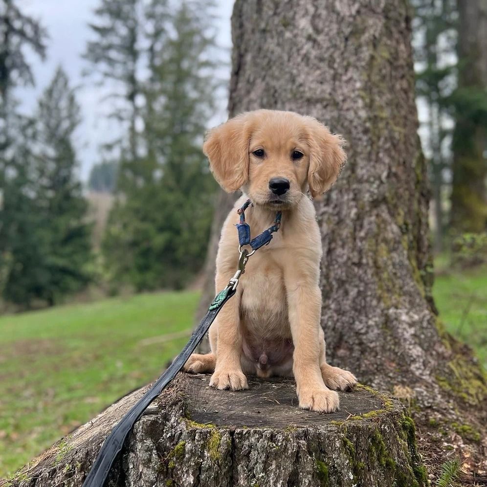 Dog training service