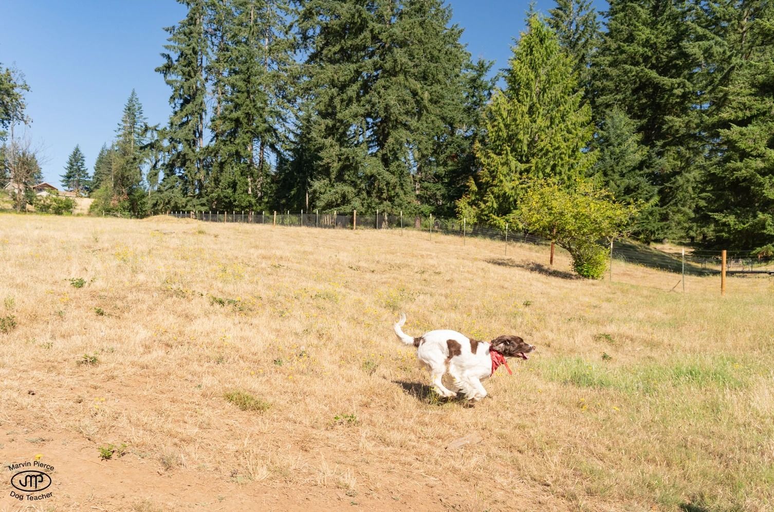 Dog training service