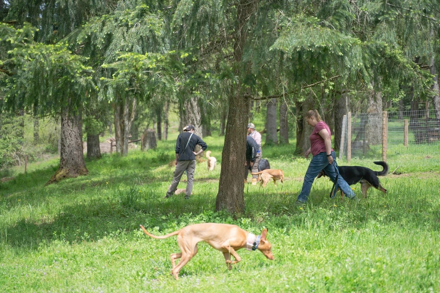 Dog training service