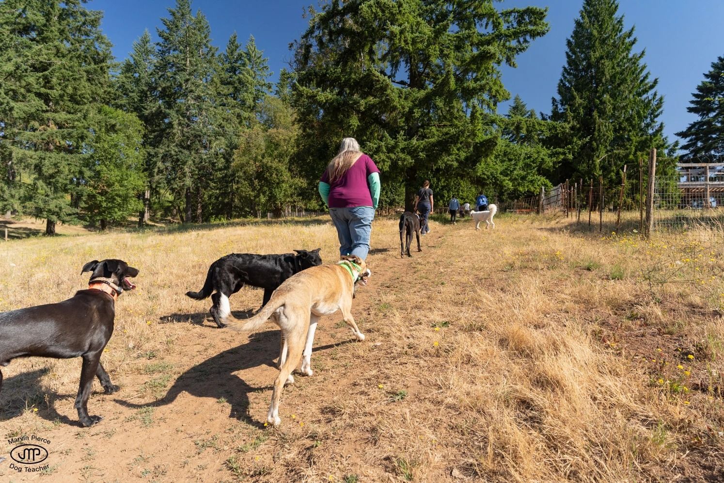 Dog training service