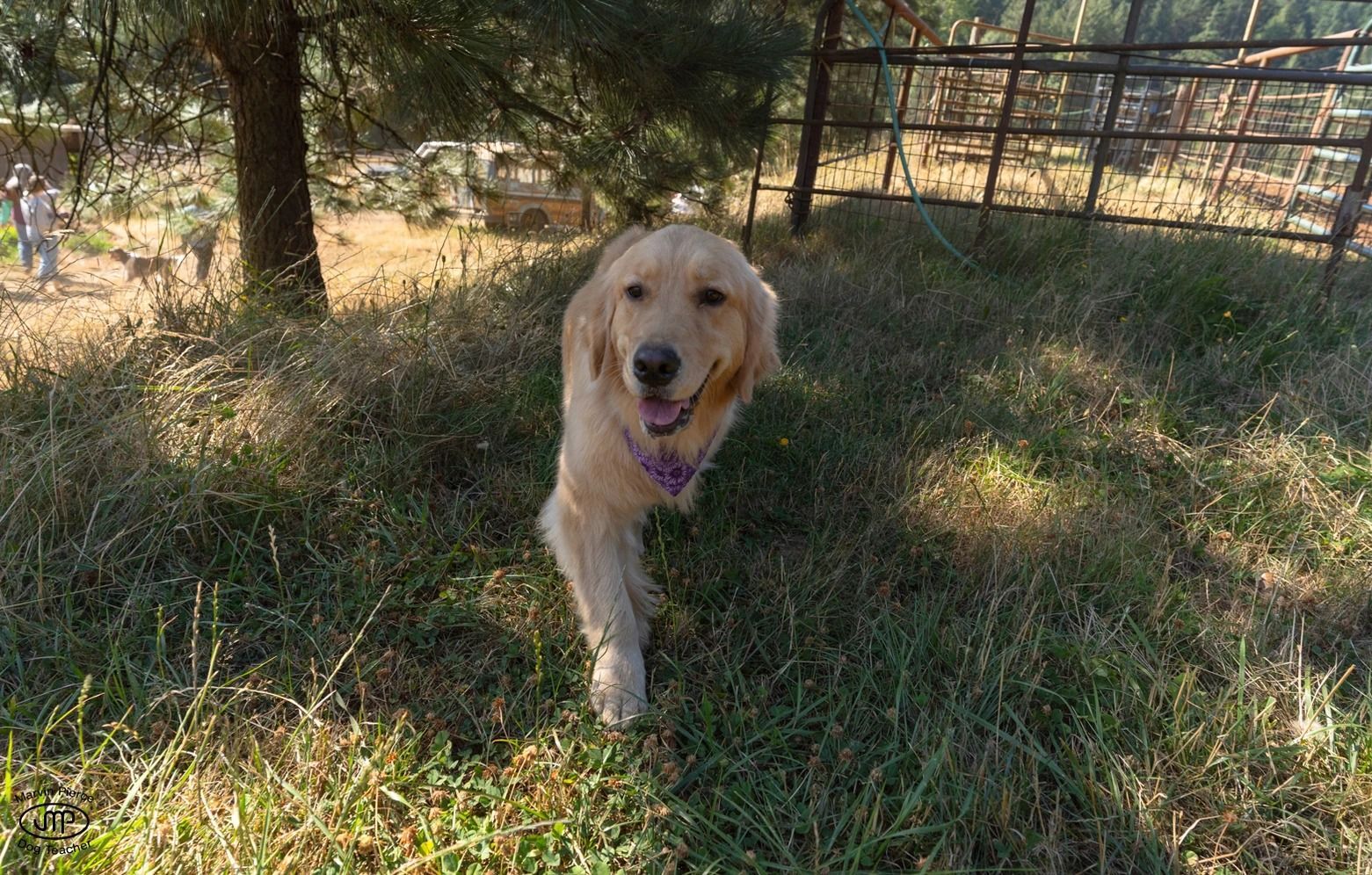 Dog training service