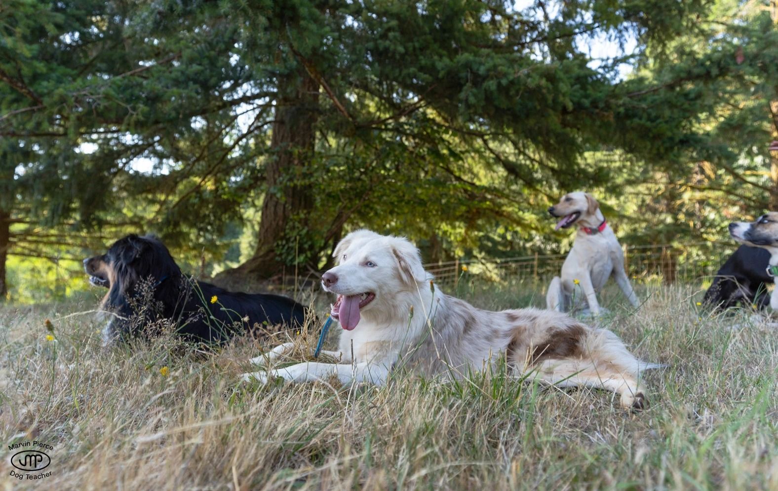 Dog training service