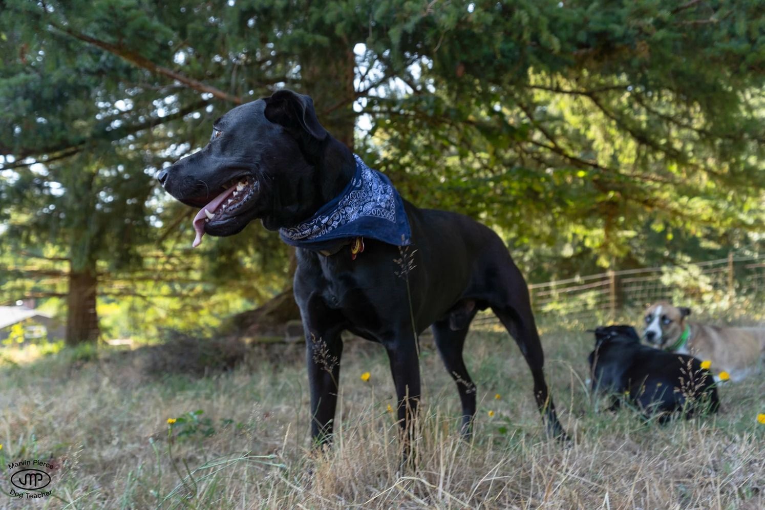 Dog training service