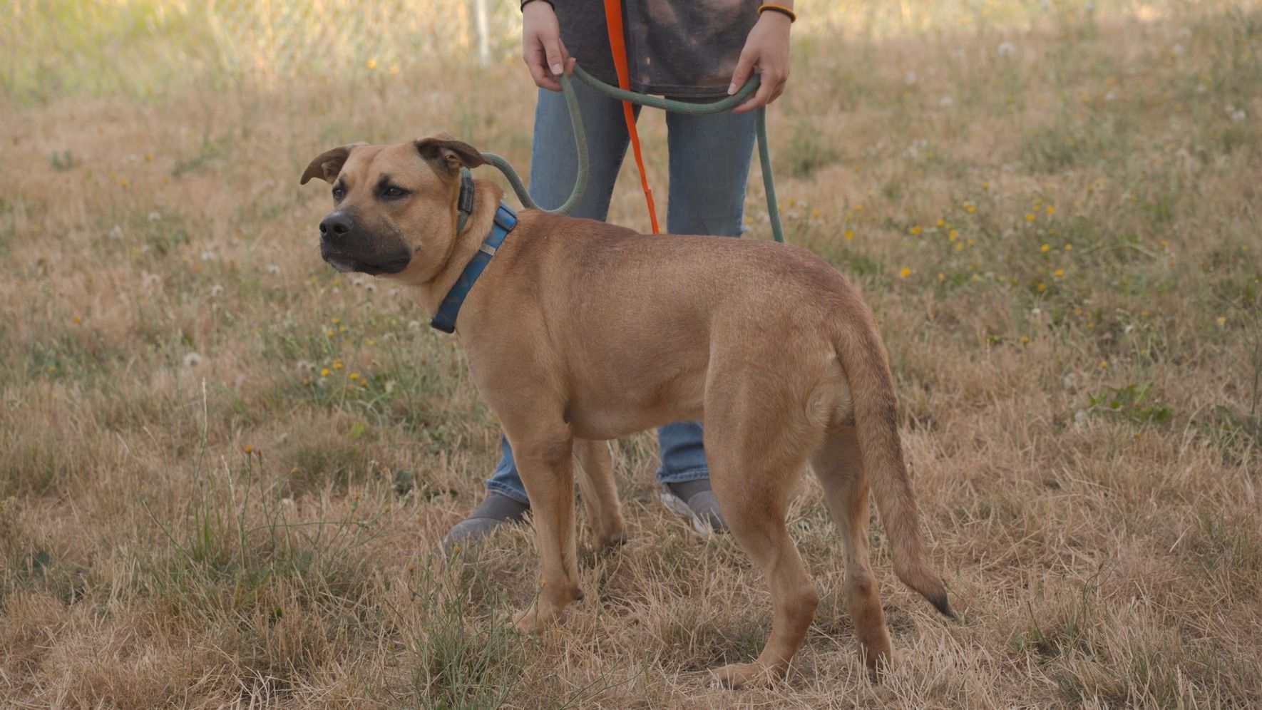 Dog training service