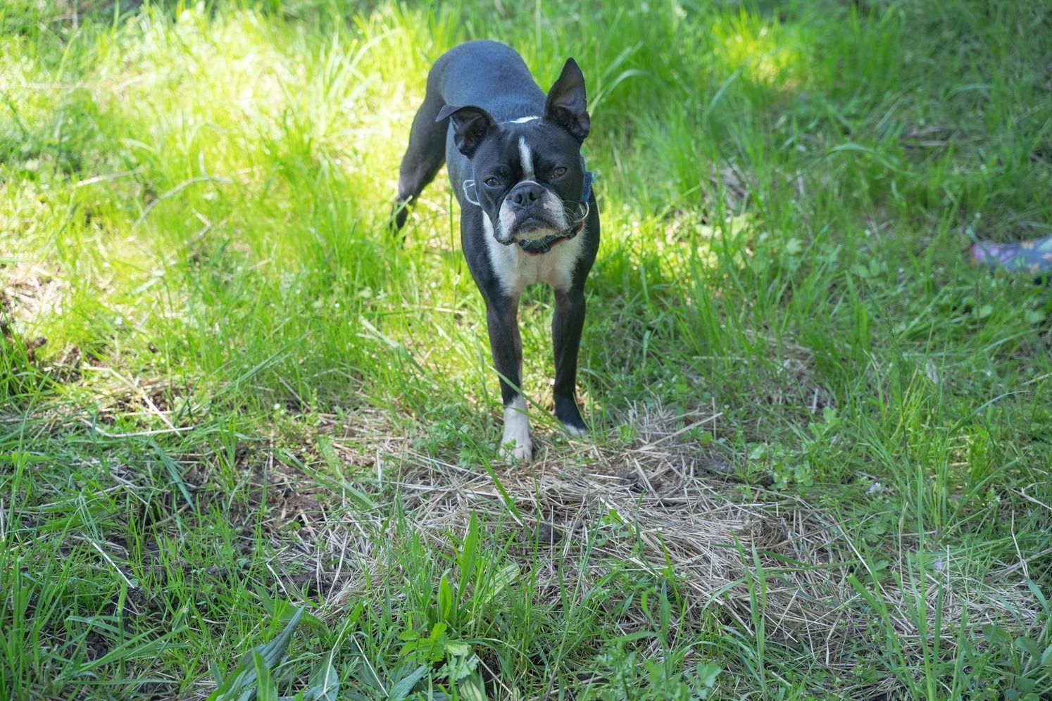 Dog training service