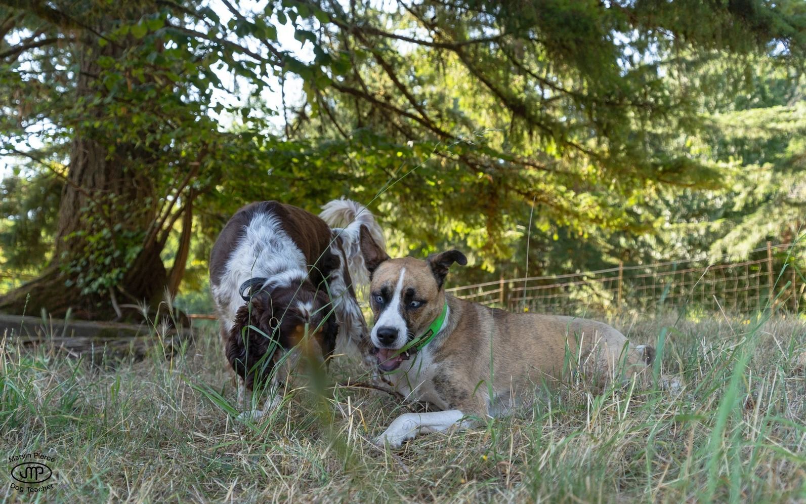 Dog training service