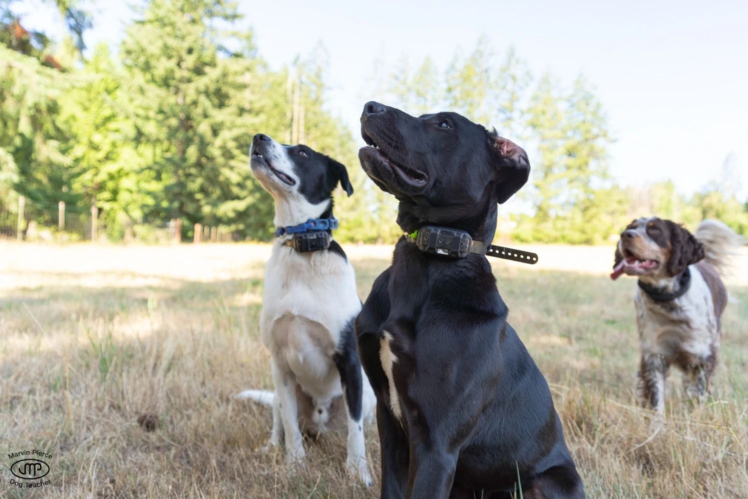 Dog training service