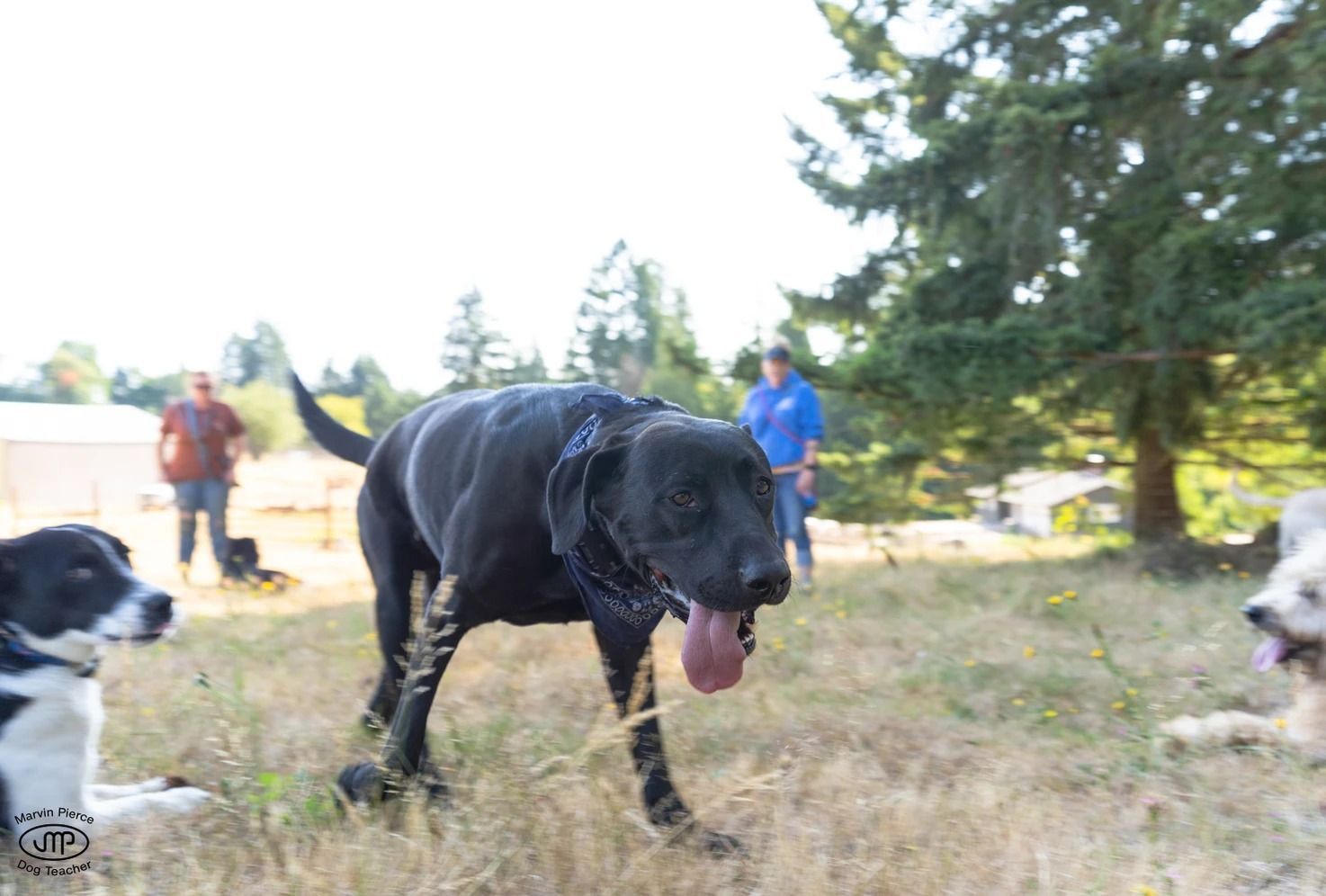 Dog training service
