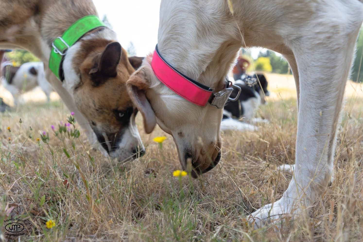 Dog training service
