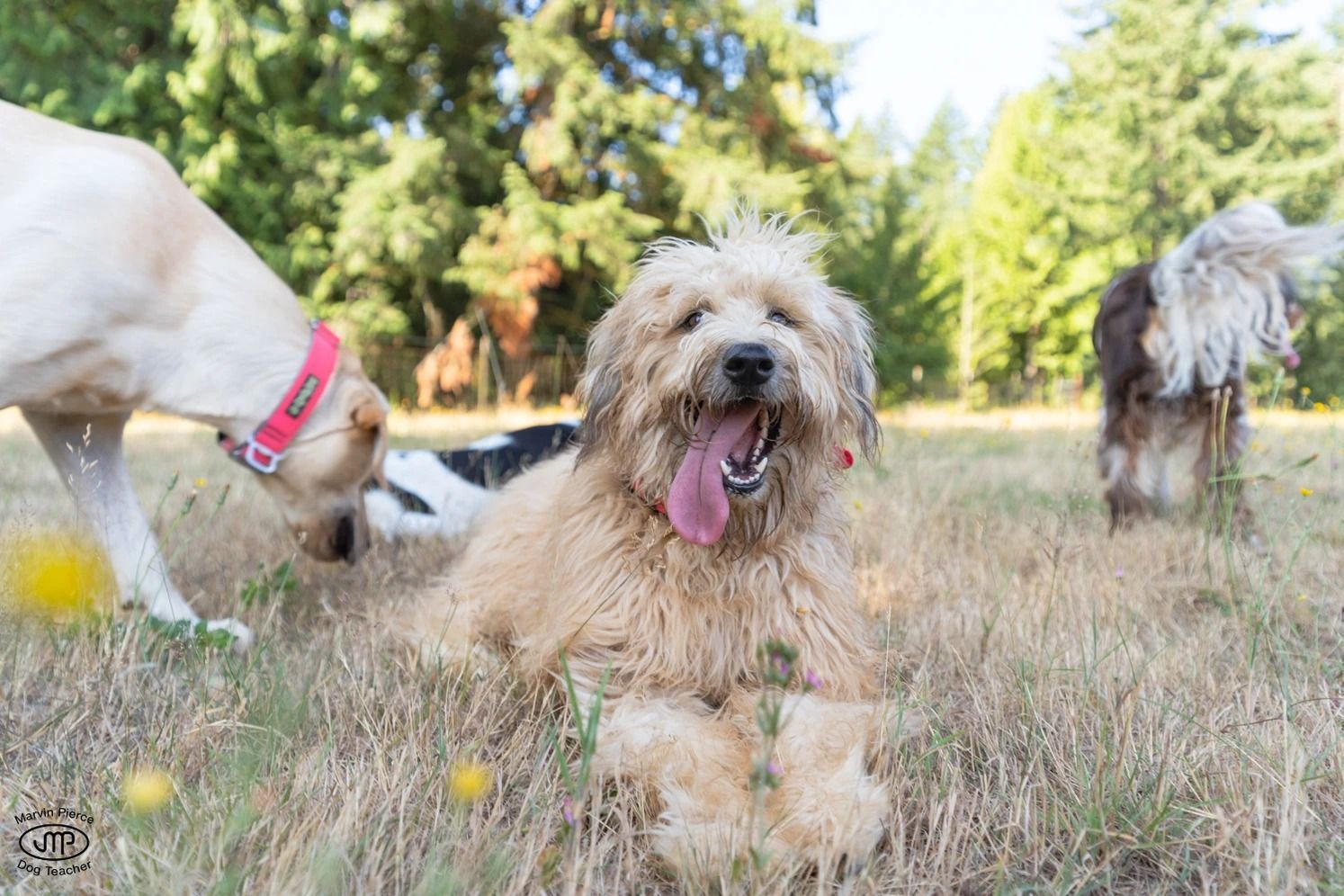 Dog training service